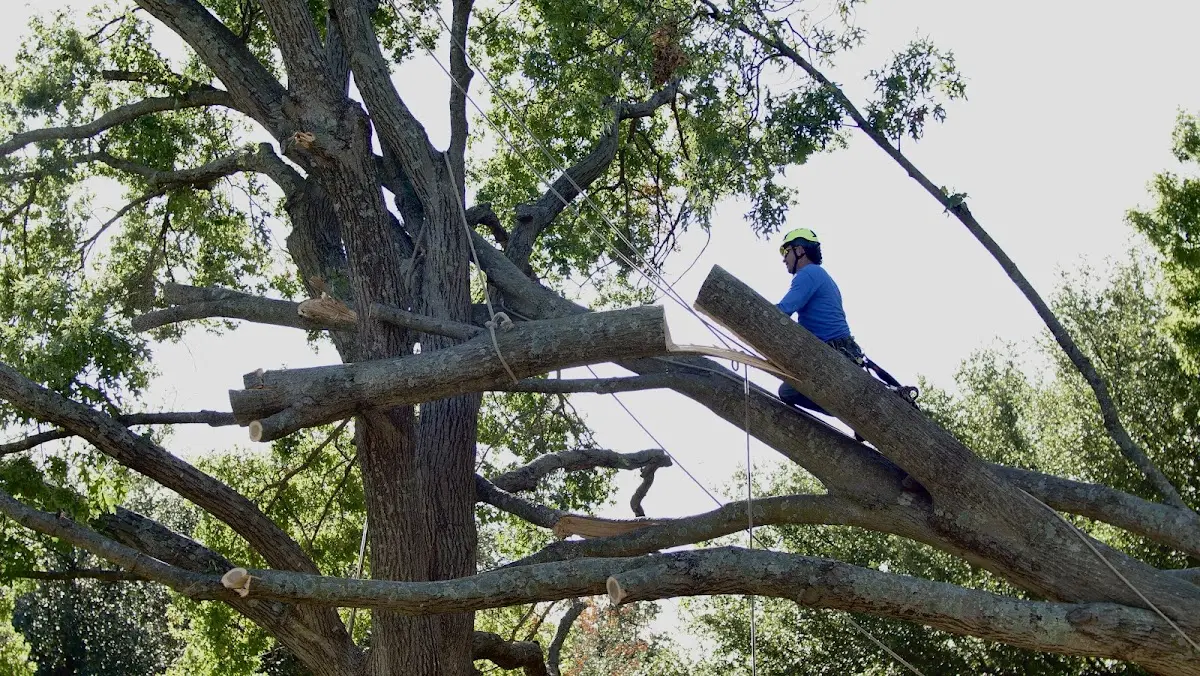 Professional Crown Thinning performed by certified arborists in Silver Bay
